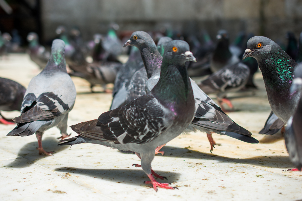 Sugar Water Effect: How I Learned the Science of Opportunity from Selling Pigeons
